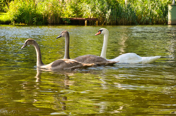 Swan family. Elegant white swan swims in the water with its two grey young. Bird