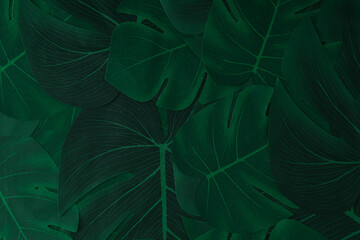 Creative nature background. Green tropical monstera leaves. Minimal summer jungle or forest...