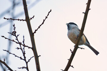 Willow tit on a branch in a bush. Bird species with black head and white breast