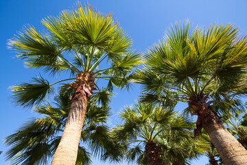 View of palm trees at Sharm El Sheikh resort