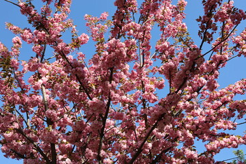 A cherry tree's branch in lush bloom, adorned with delicate pink flowers. Springtime.
