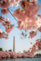 The Tidal Basin on the Mall at the National Cherry Blossom Festival in Washington D.C.