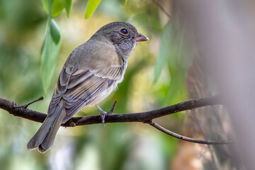 Female Australian Golden Whistler (Pachycephala pectoralis)