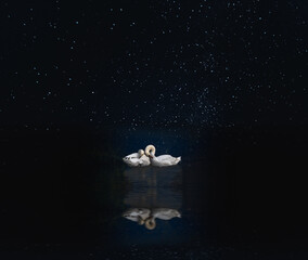 Two sleeping white swans cuddling at night; starry sky in background; swans reflection in dark calm water