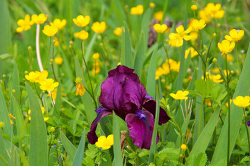 Dark red Iris hybrid (Iris barbata) in a wildflower meadow with yollow buttercup flowers,...