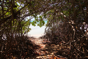 Path through mangrove forest to lagoon, Lac Cai, Bonaire, Caribbean Netherlands