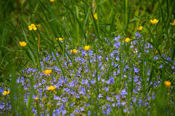 Blue Forget-me-nots and yellow Buttercup flowers in grassland, Kaiserstuhl, Baden, Germany