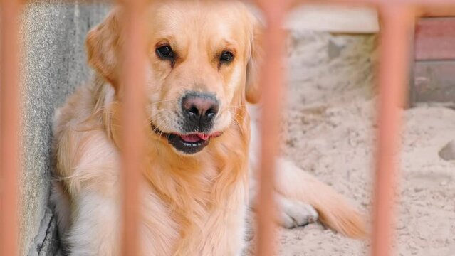 The boring golden retriever dog looking at camera. The pet sitting in an enclosure. Domestic animal. Homeless animals behind bars. Catching stray dogs. Waits the owner. Licking his lips. Hope concept