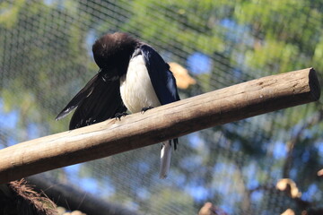 brazilian southern jay inside a aviaty on a zoo