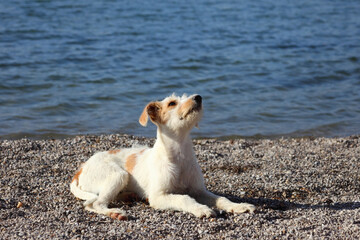 A white little dog on a pebble beach with water in the background.