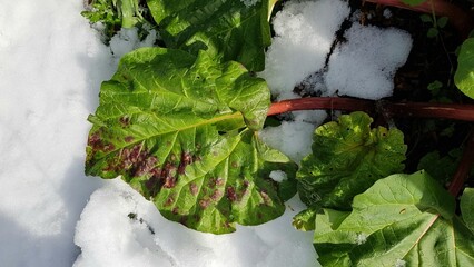 vegetable rhubarb leaves in snow