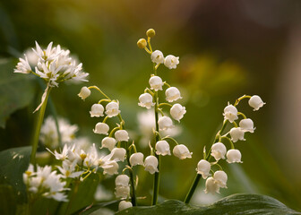 Wiosenne kwiaty - Konwalia majowa.  - 792487067