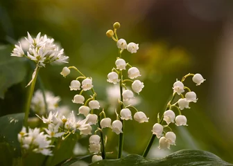 Foto auf Glas Wiosenne kwiaty - Konwalia majowa.  © mycatherina