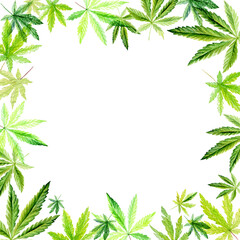 Banner, template with a green frame of Cannabis indica, Marijuana medicinal plant. Watercolor illustration
