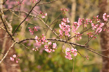 Phaya suae flower or sakura flower in Thailand