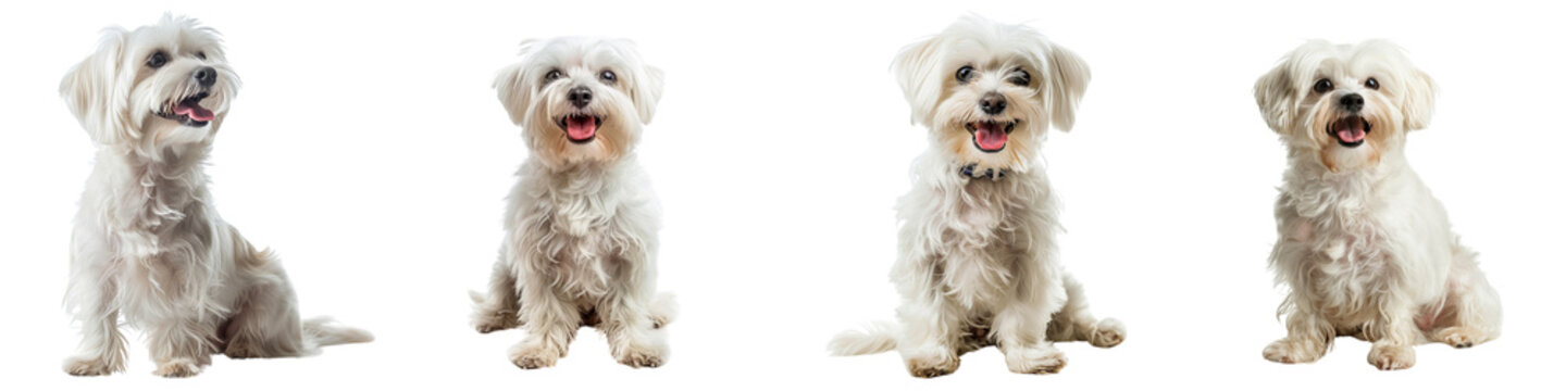 Dog PNG set - sitting photo of happy Maltese dog isolated transparent background
