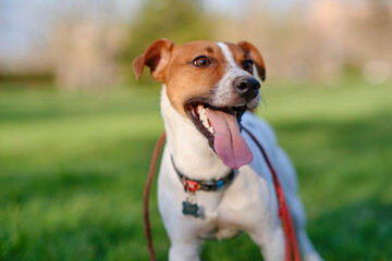 Close up portrait of a cute dog jack russell terrier on green lawn grass