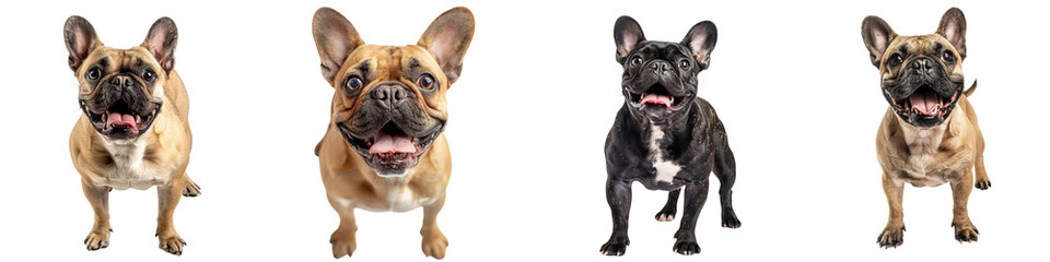 Dog PNG set - standing photo of happy French Bulldog isolated transparent background