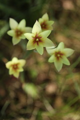 beautiful spring tulips in the garden