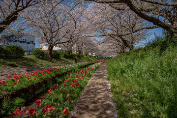 横浜の風景　江川せせらぎ緑道