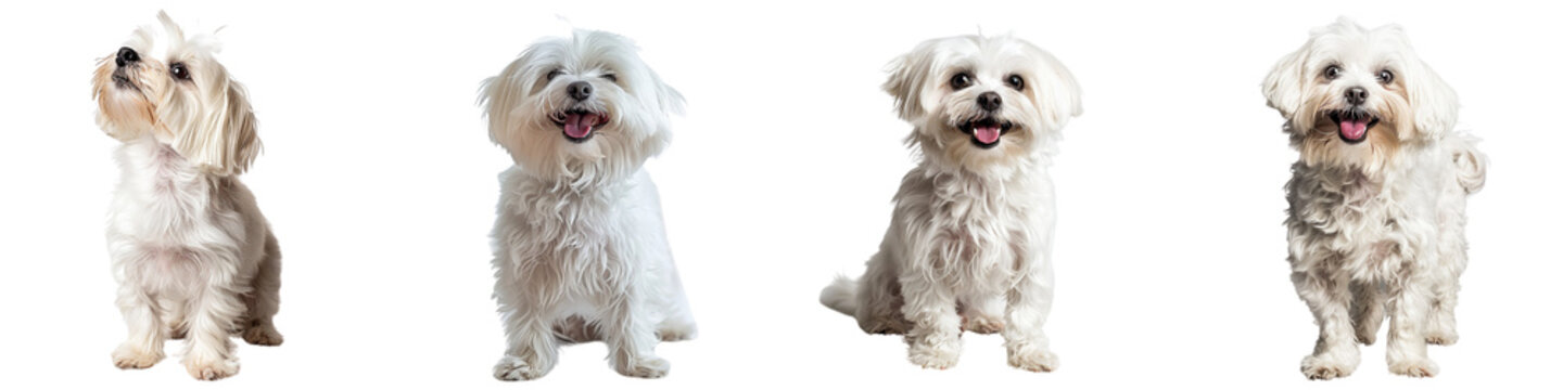 Dog PNG set - standing photo of happy Maltese dog isolated transparent background