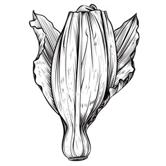Illustration of a fresh chinese cabbage on a white background. - obrazy, fototapety, plakaty