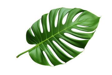 illustration of tropical monstera leaf, Isolated on transparent PNG background, Generative ai