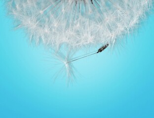 Dandelion flower with seed on pastel background