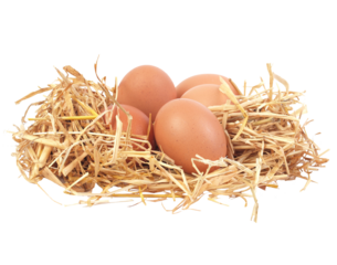 Eggs in nest isolated