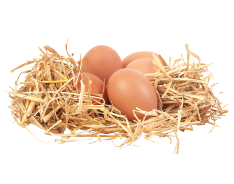 Eggs in nest isolated