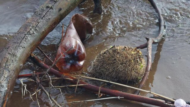 Dead hedgehog on bank of river that is polluted with plastic waste.