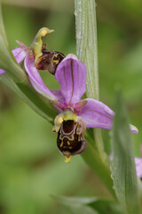 Ophrys x albertiana (O. apifera x fuciflora)
O. apifera x fuciflora in flower
