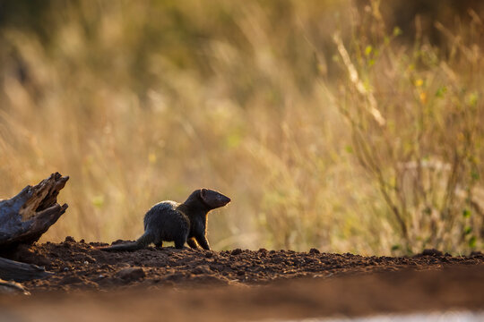 Common dwarf mongoose in Kruger National park, South Africa ; Specie Helogale parvula family of Herpestidae