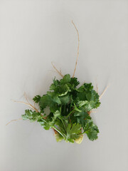 Fresh Coriander on a White Background, Ready for Home Cooking.