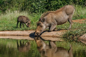 Common warthog female with cub along waterhole in Kruger National park, South Africa ; Specie Phacochoerus africanus family of Suidae