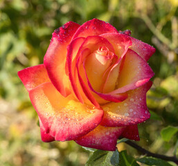 'Perfect Moment' Red Blend Hybrid Tea Rose in Bloom. San Jose Municipal Rose Garden, San Jose, California, USA.