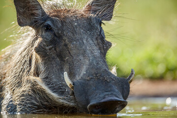 Common warthog full frame protrait front view in Kruger National park, South Africa ; Specie...