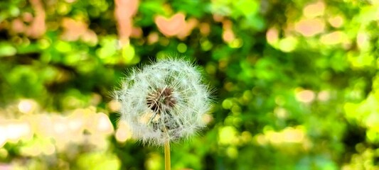  A serene dandelion seed head in focus, with delicate white seeds against a bokeh backdrop of green...