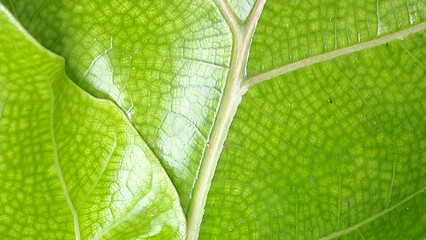 green leaf surface texture, leaf surface background