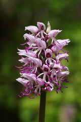 Orchis singe (Orchis simia)
Orchis simia in flower
