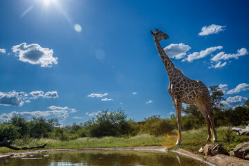 Giraffe standing at waterhole in backlit in Kruger National park, South Africa ; Specie Giraffa...