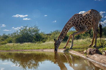 Giraffe drinking at waterhole in Kruger National park, South Africa ; Specie Giraffa camelopardalis...