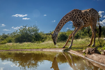 Giraffe drinking at waterhole in Kruger National park, South Africa ; Specie Giraffa camelopardalis...
