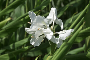 Obraz premium ハナシュクシャ