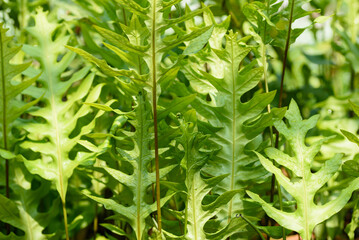 Fresh green fern leaf background in a tropical rainforest