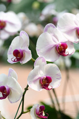 Beautiful orchid flower decoration in the tropical garden