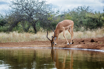 Common Impala horned male drinking in waterhole in Kruger National park, South Africa ; Specie Aepyceros melampus family of Bovidae
