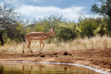 Common Impala walking along waterhole in Kruger National park, South Africa ; Specie Aepyceros melampus family of Bovidae