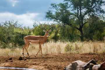 Common Impala walking along waterhole in Kruger National park, South Africa ; Specie Aepyceros melampus family of Bovidae