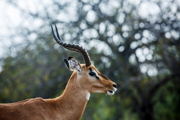 Common Impala horned male portrait isolated in natural background in Kruger National park, South Africa ; Specie Aepyceros melampus family of Bovidae